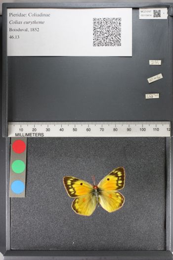 Media type: image;   Entomology 119414